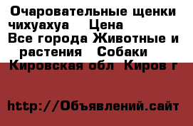 Очаровательные щенки чихуахуа  › Цена ­ 25 000 - Все города Животные и растения » Собаки   . Кировская обл.,Киров г.